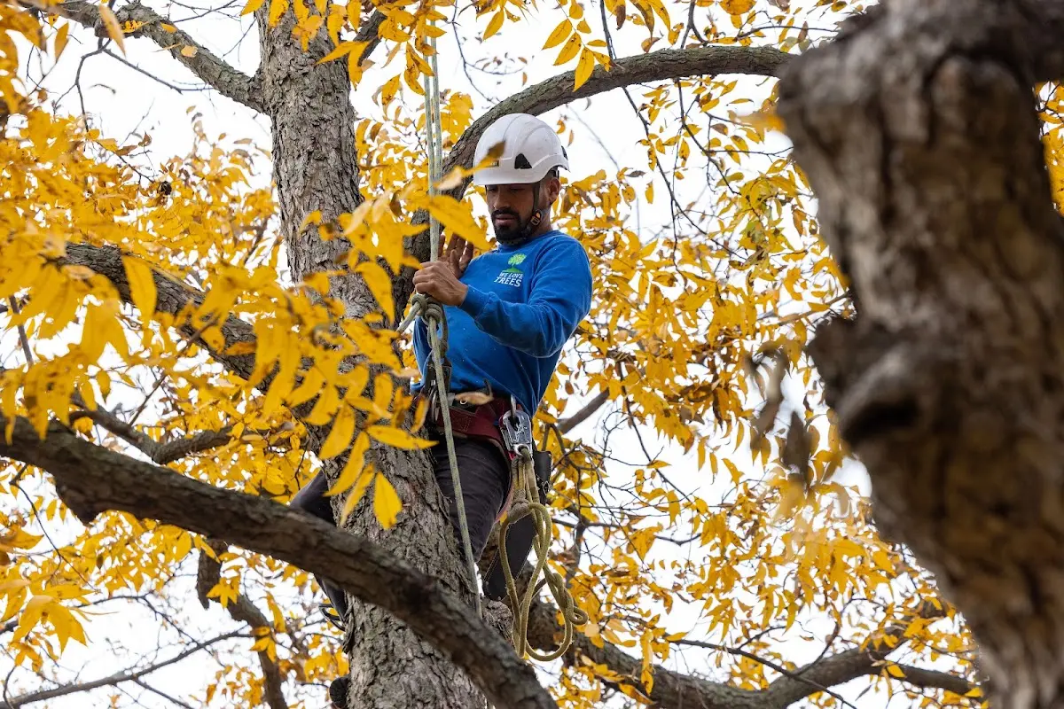 Skilled Tree Planting crew working in Melrose